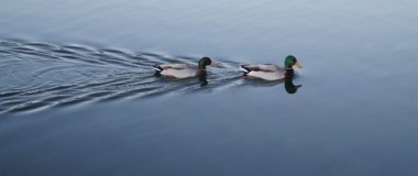 Ducks in a row EOFYs 720x479